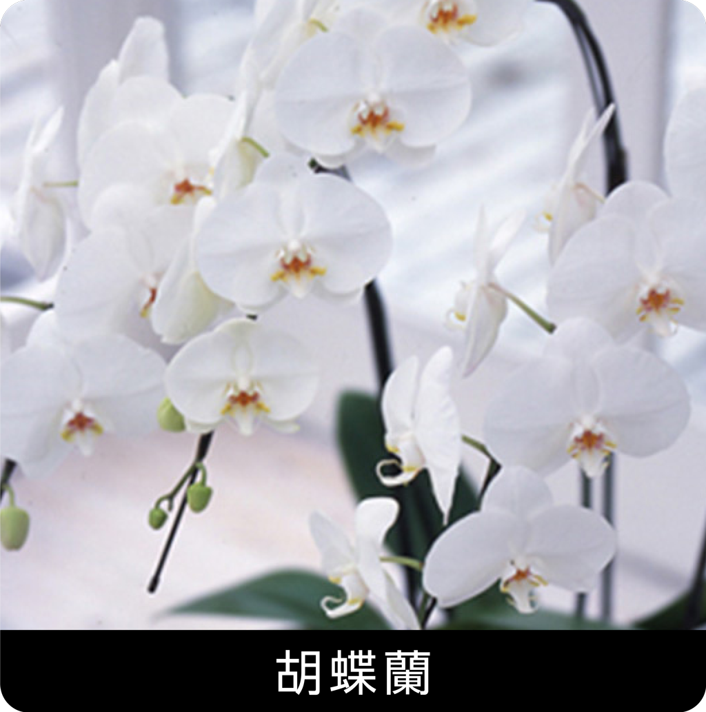 胡蝶蘭