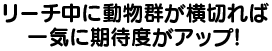 リーチ中に動物群が横切れば一気に期待度がアップ！